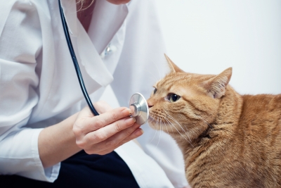 Признаки и лечение заболеваний глаз у кошек