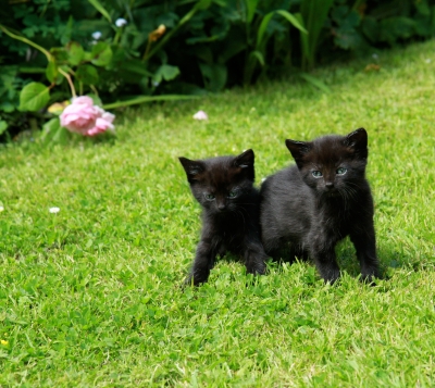 Чёрная кошка – удача в доме