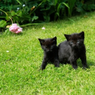Чёрная кошка – удача в доме